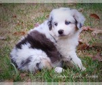 Small Photo #14 Miniature Australian Shepherd Puppy For Sale in SMITHVILLE, AR, USA
