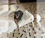 Small Chihuahua