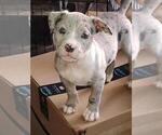 Puppy Cinder American Bully