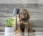 Small Labradoodle