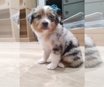 Small #2 Australian Shepherd
