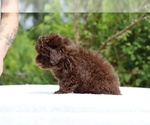 Small #21 ShihPoo