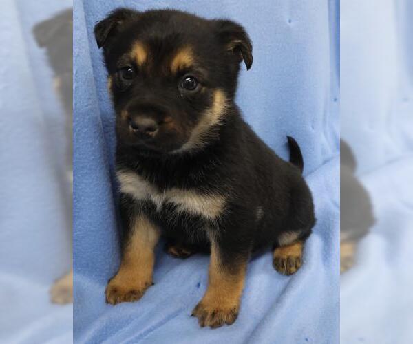 Medium Photo #1 Mutt Puppy For Sale in Thief River Falls, MN, USA