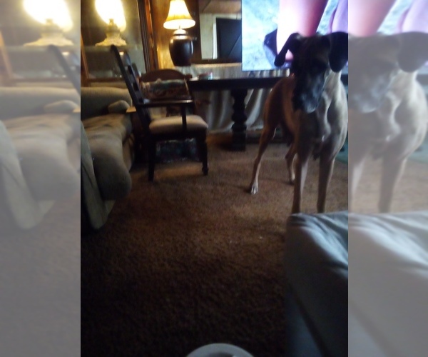 Medium Photo #1 Great Dane Puppy For Sale in SHELDON, IL, USA