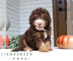 Small #2 Bernedoodle (Miniature)