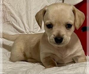 Chiweenie Puppy for sale in SPARKS, NV, USA