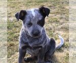 Small Photo #7 Australian Cattle Dog Puppy For Sale in HYDE PARK, VT, USA