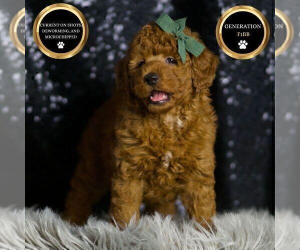 Medium Photo #8 Goldendoodle (Miniature) Puppy For Sale in WARSAW, IN, USA