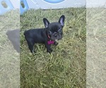Image preview for Ad Listing. Nickname: Rose