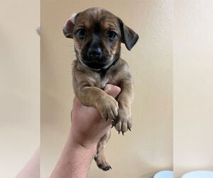 Chihuahua-Unknown Mix Dogs for adoption in Riverside, CA, USA