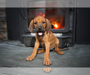 Rhodesian Ridgeback Puppy for sale in ONEIDA, TN, USA