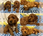 Small #5 Cockapoo