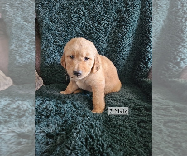 Medium Photo #1 Golden Retriever Puppy For Sale in CELINA, TX, USA
