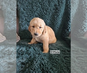 Medium Golden Retriever