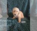 Puppy Orange Golden Retriever