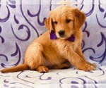 Small Photo #2 Golden Retriever Puppy For Sale in CLAY, PA, USA