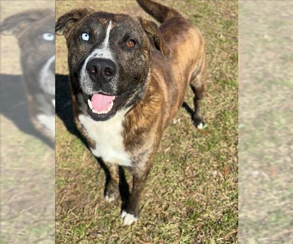 Medium Photo #2 Labrador Retriever-Unknown Mix Puppy For Sale in Conroe, TX, USA