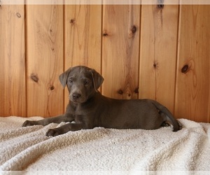 Labrador Retriever Puppy for sale in FREDERICKSBURG, OH, USA