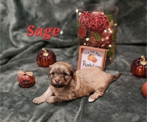 Medium Photo #12 Havanese Puppy For Sale in ALBION, PA, USA