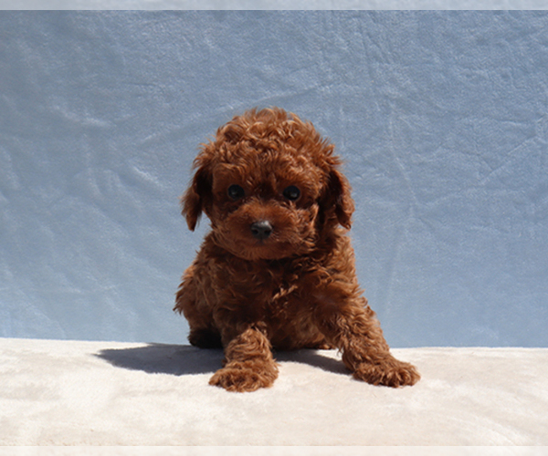 Medium Photo #5 Poodle (Toy) Puppy For Sale in LOS ANGELES, CA, USA