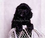 Small #4 Cavapoo (Miniature)