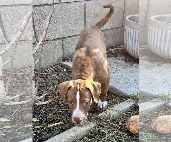 Medium Photo #12 American Staffordshire Terrier-Labrador Retriever Mix Puppy For Sale in Dana Point, CA, USA