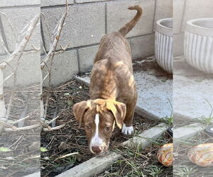 Apache - Male American Staffordshire Terrier-Labrador Retriever Mix Dog for Adoption - Photo #12