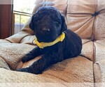 Puppy 5 Goldendoodle-Poodle (Standard) Mix