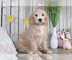 Pyredoodle Puppy for sale in MOUNT VERNON, OH, USA