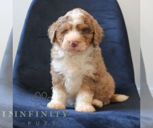 Bernedoodle (Miniature) Puppy for sale in NARVON, PA, USA