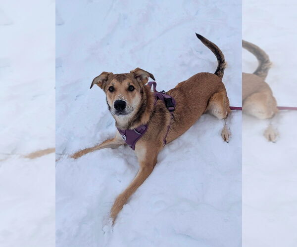 Medium Photo #11 Mutt Puppy For Sale in Evansville, IN, USA