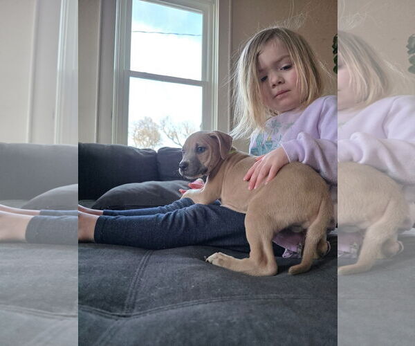 Medium Photo #2 Mutt Puppy For Sale in New London, WI, USA