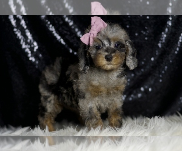 Medium Photo #4 Poodle (Miniature) Puppy For Sale in WARSAW, IN, USA
