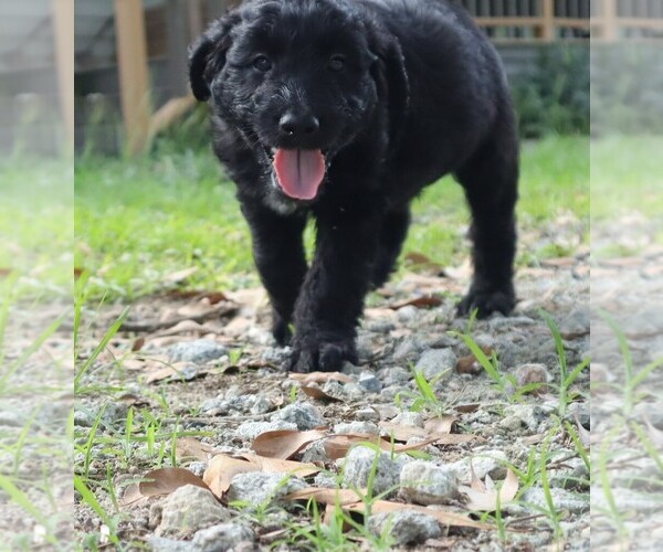 Medium Photo #2 Aussiedoodle Puppy For Sale in CONWAY, SC, USA