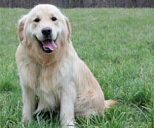 Medium Photo #1 Golden Retriever Puppy For Sale in JONES, MI, USA