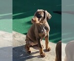 Litter of 2 - Male(s) and Female(s) Doberman PinscherLitter of Puppies for Sale - Photo #5