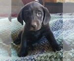 Puppy Black female Labrador Retriever