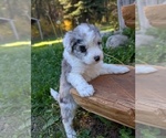 Small Photo #21 Aussiedoodle Miniature  Puppy For Sale in SPIRIT LAKE, ID, USA