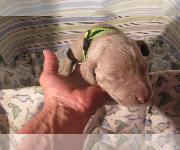 Medium Photo #40 Weimaraner Puppy For Sale in LAS ANIMAS, CO, USA