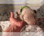 Small Photo #40 Weimaraner Puppy For Sale in LAS ANIMAS, CO, USA