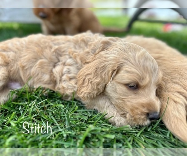 Medium Photo #17 Goldendoodle Puppy For Sale in ALLENDALE, MI, USA