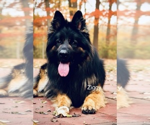 Father of the German Shepherd Dog puppies born on 02/14/2026