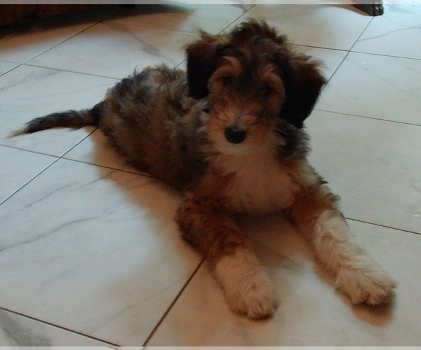 Medium Photo #3 Cadoodle Puppy For Sale in PERU, IN, USA