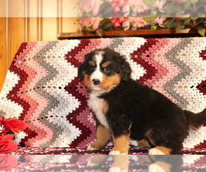 Bernese Mountain Dog Puppy for sale in SHILOH, OH, USA