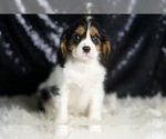 Puppy PARKER AKC Cavalier King Charles Spaniel