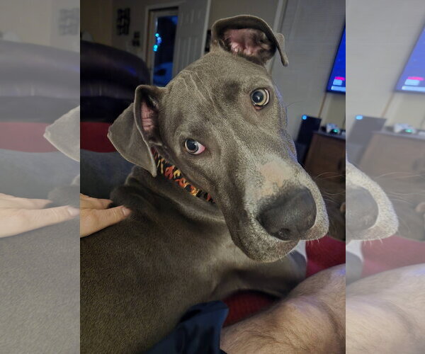 Medium Photo #7 Great Dane-Unknown Mix Puppy For Sale in Huntersville, NC, USA