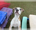 Small #2 Staffordshire Bull Terrier Mix