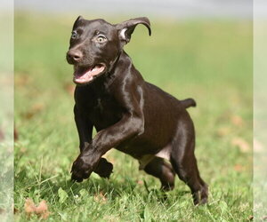 Frodo - Male Chocolate Labrador retriever-Pointer Mix Dog for Adoption - Photo #4