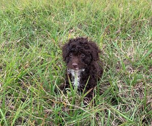 Poodle (Toy) Puppy for sale in ARCADIA, FL, USA