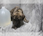 Small Photo #2 Great Dane Puppy For Sale in STURTEVANT, WI, USA